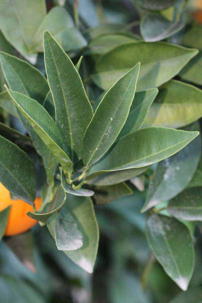            Sun leaves (Riverside, CA)   